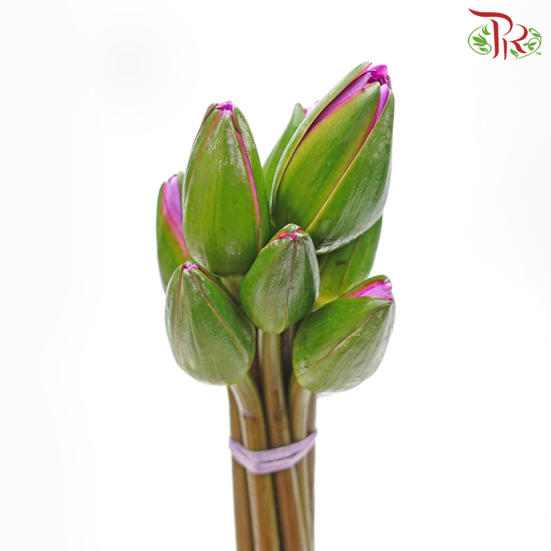 Water Lily - Purple (10 Stems)-Purple-China-prflorist.com.my