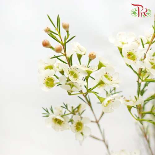 Wax Flower - Atar White (5 Stems)-White-Africa-prflorist.com.my