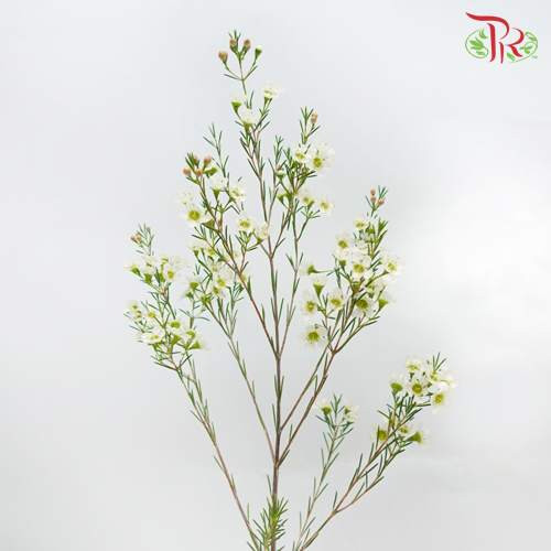 Wax Flower - Atar White (5 Stems)-White-Africa-prflorist.com.my