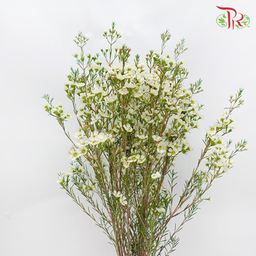 Wax Flower - Atar White (5 Stems)-White-Africa-prflorist.com.my