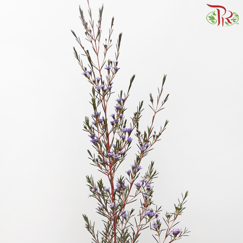 Wax Flower - Bright Purple (Per Bunch)-Bright Purple-China-prflorist.com.my