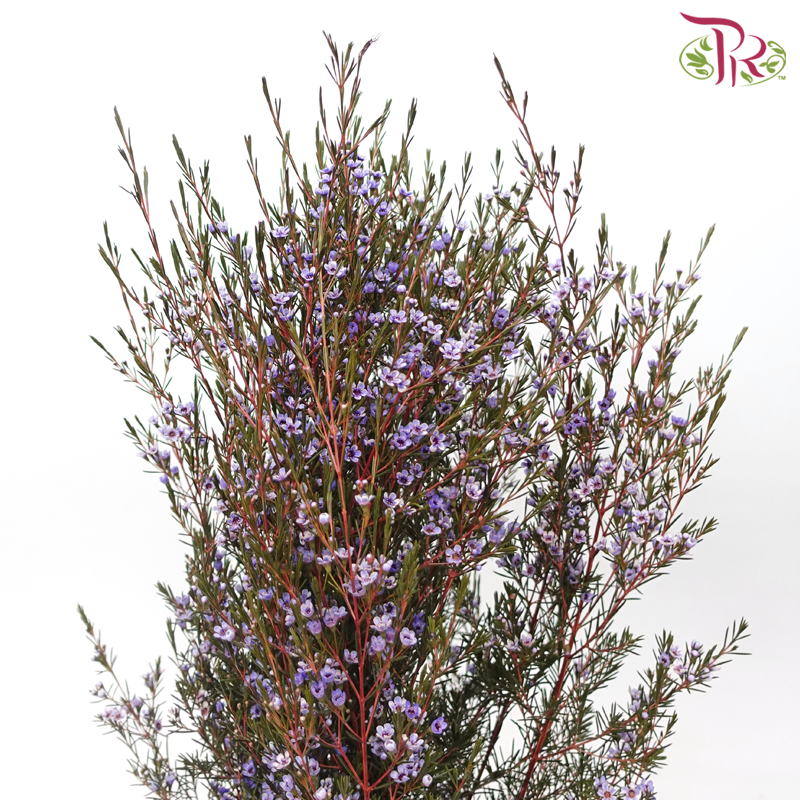 Wax Flower - Bright Purple (Per Bunch)-Bright Purple-China-prflorist.com.my