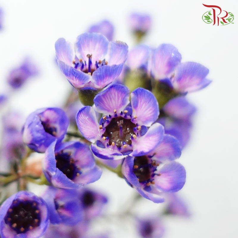 Wax Flower - Bright Purple (Per Bunch)-Bright Purple-China-prflorist.com.my