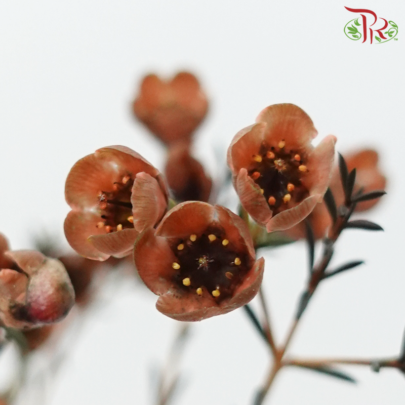 Wax Flower - Brown (Per Bunch)-Brown-China-prflorist.com.my