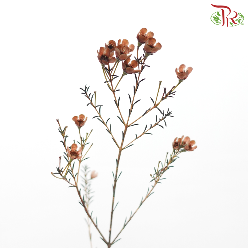 Wax Flower - Brown (Per Bunch)-Brown-China-prflorist.com.my