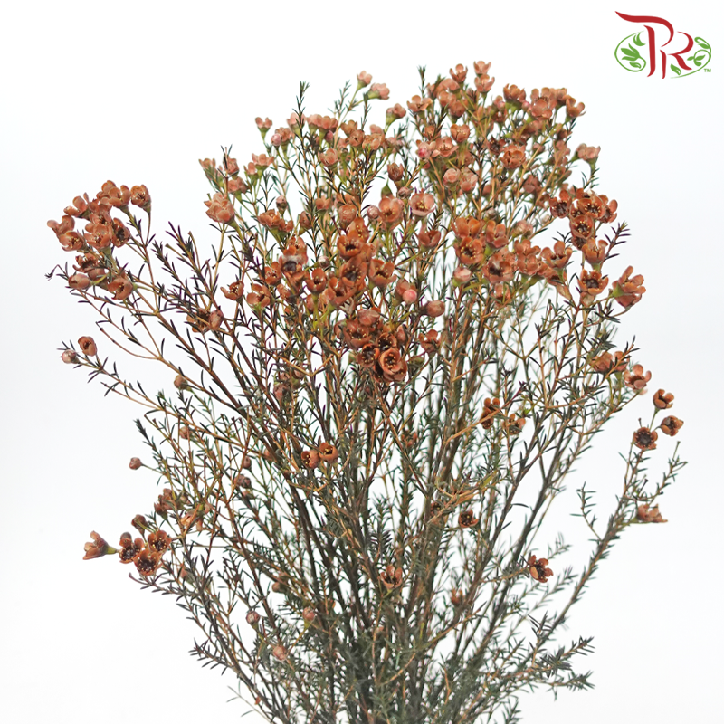 Wax Flower - Brown (Per Bunch)-Brown-China-prflorist.com.my