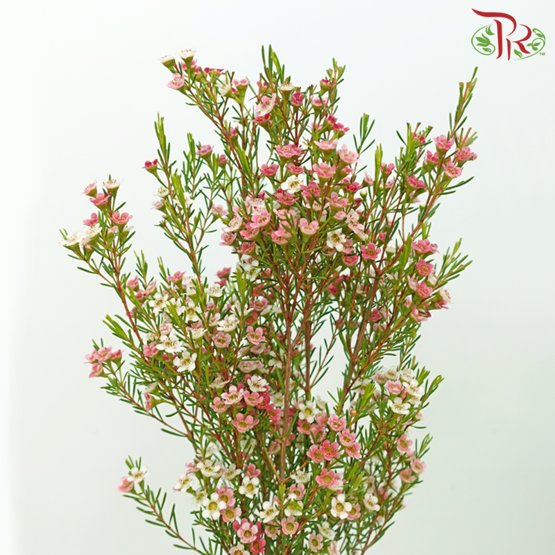 Wax Flower - Cherry Pink (Per Bunch)-Cherry Pink-China-prflorist.com.my
