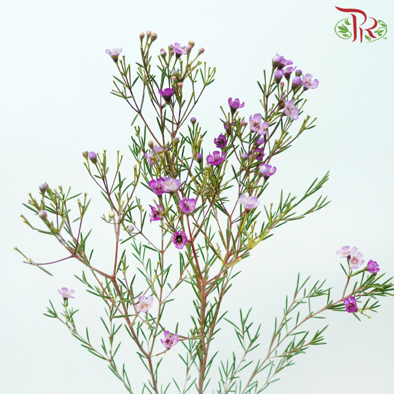 Wax Flower - Jupiter (5 Stems)-Grape-Africa-prflorist.com.my