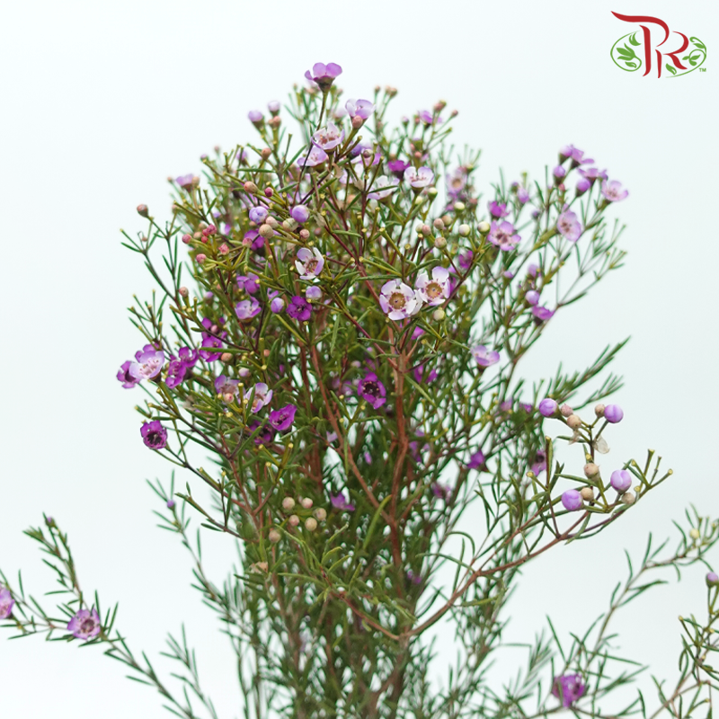 Wax Flower - Jupiter (5 Stems)-Grape-Africa-prflorist.com.my
