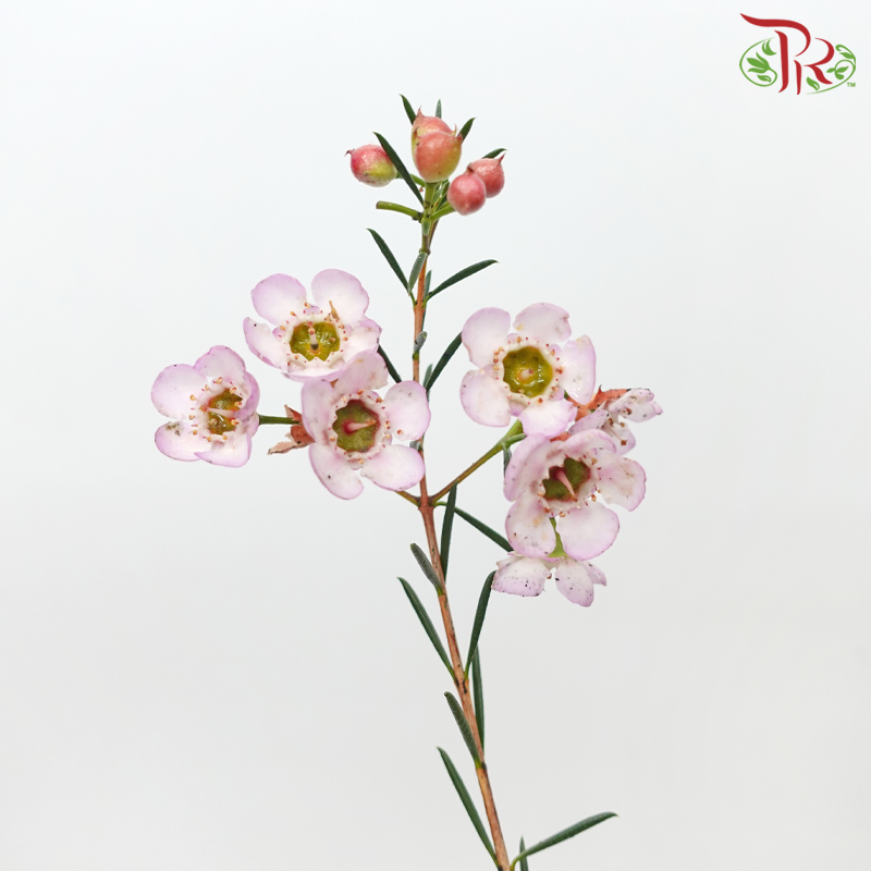Wax Flower - Light Pink (Per Bunch)-Light Pink-China-prflorist.com.my