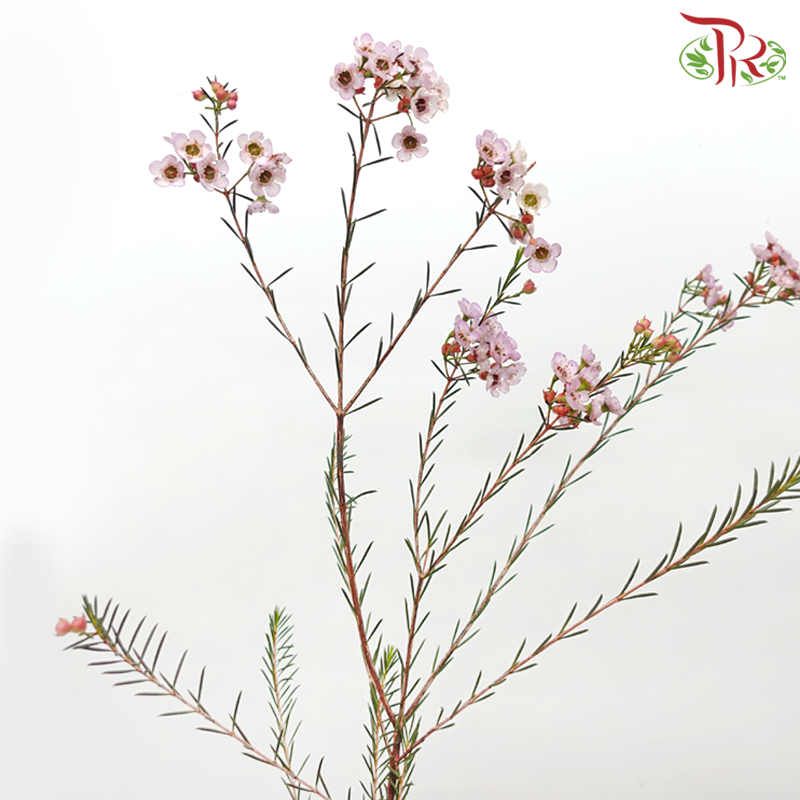 Wax Flower - Light Pink (Per Bunch)-Light Pink-China-prflorist.com.my