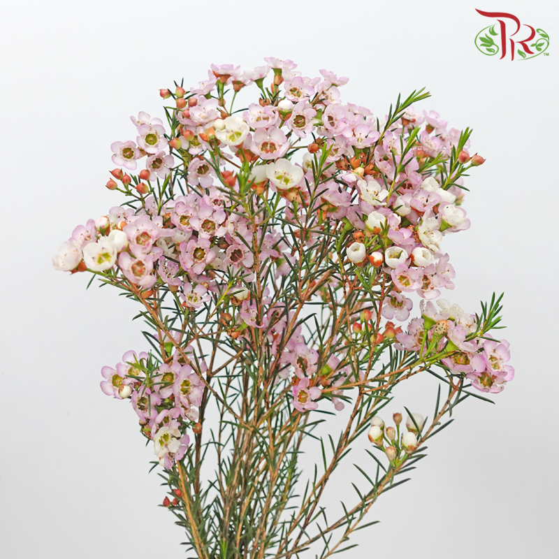Wax Flower - Light Pink (Per Bunch)-Light Pink-China-prflorist.com.my