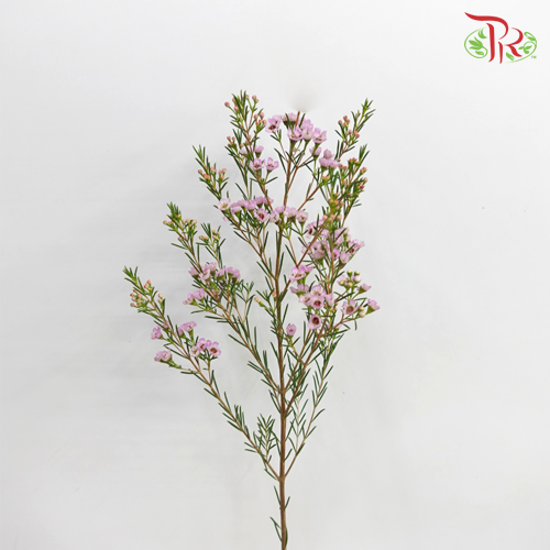 Wax Flower - Lilac (5 Stems)-Lilac-Africa-prflorist.com.my