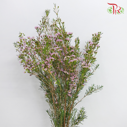 Wax Flower - Lilac (5 Stems)-Lilac-Africa-prflorist.com.my