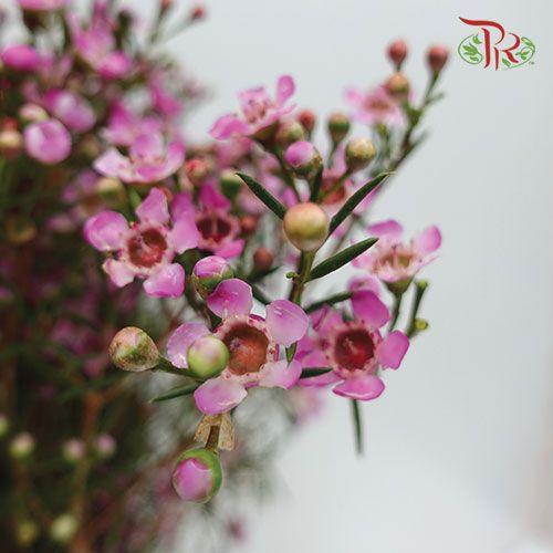 Wax Flower - Pink (5 Stems)-Africa-prflorist.com.my