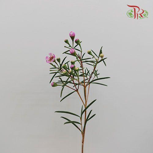 Wax Flower - Pink (5 Stems)-Africa-prflorist.com.my