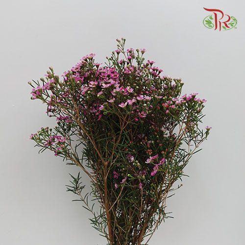 Wax Flower - Pink (5 Stems)-Africa-prflorist.com.my