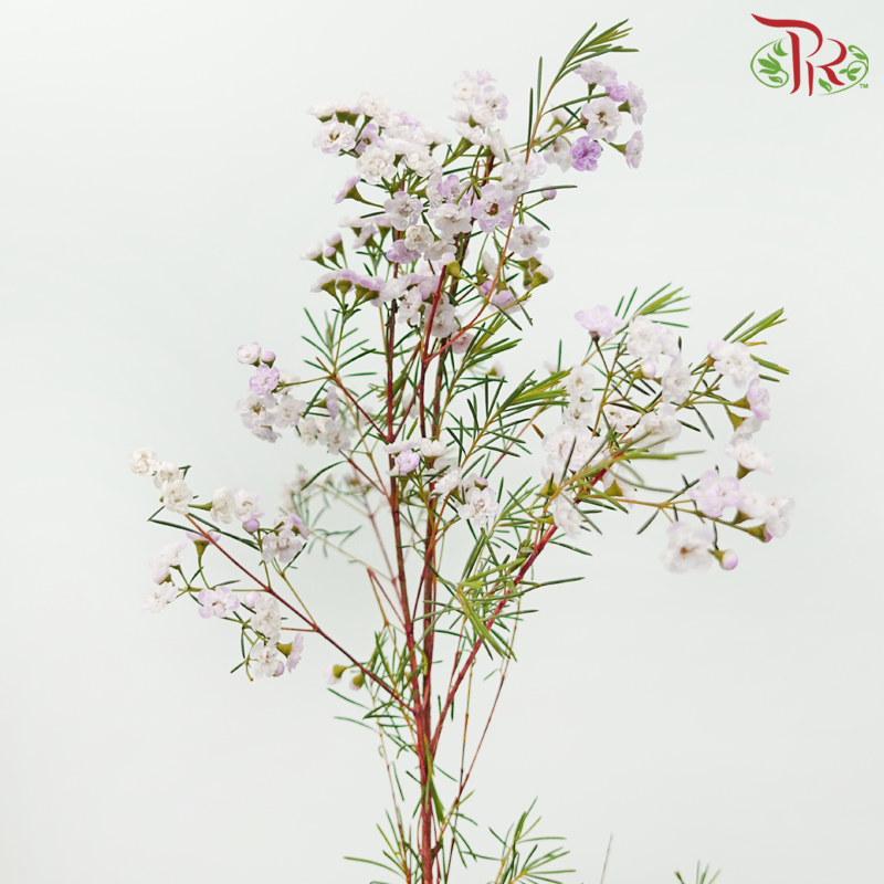 Wax Flower Pink Double Petals - Pink (Per Bunch)-Pink-Africa-prflorist.com.my