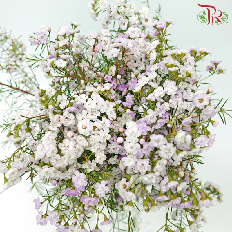 Wax Flower Pink Double Petals - Pink (Per Bunch)-Pink-Africa-prflorist.com.my