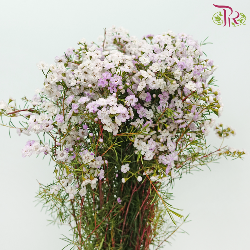 Wax Flower Pink Double Petals - Pink (Per Bunch)-Pink-Africa-prflorist.com.my