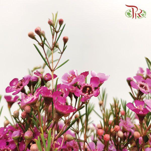 Wax Flower - Purple (5 Stems)-Pink-Africa-prflorist.com.my