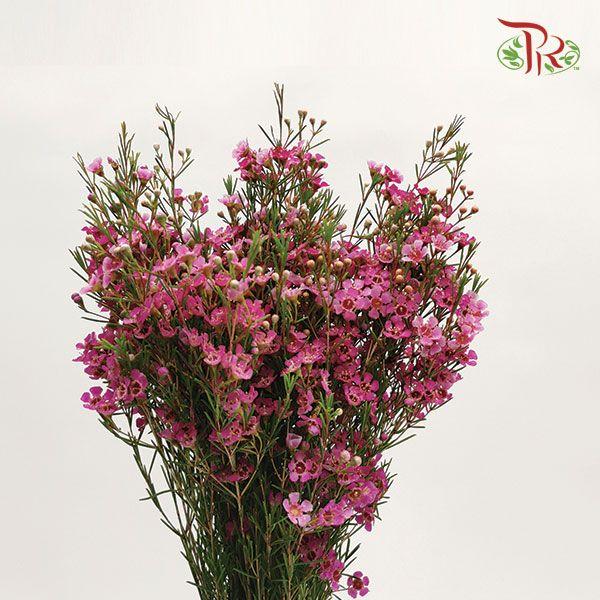 Wax Flower - Purple (5 Stems)-Pink-Africa-prflorist.com.my