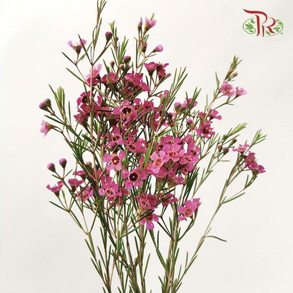 Wax Flower - Purple (5 Stems)-Pink-Africa-prflorist.com.my