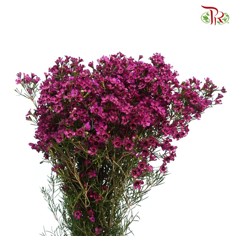 Wax Flower - Purple (5 Stems)-Purple-Africa-prflorist.com.my