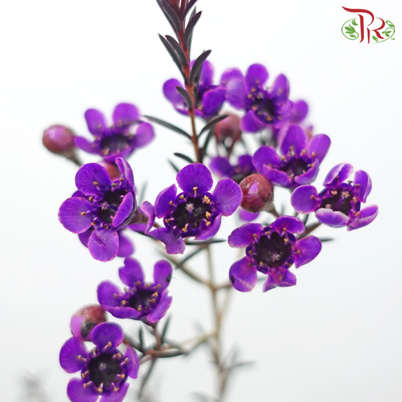 Wax Flower - Purple (Per Bunch)-Bright Purple-China-prflorist.com.my