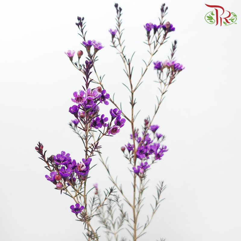 Wax Flower - Purple (Per Bunch)-Bright Purple-China-prflorist.com.my