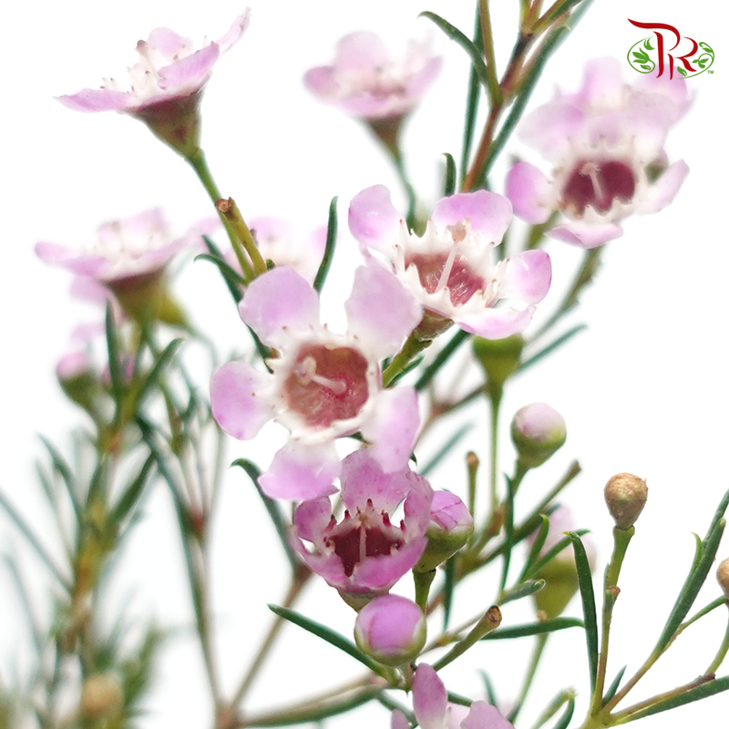 Wax Flower - Sarah's Delight (5 Stems)-Lilac/Pink-Africa-prflorist.com.my