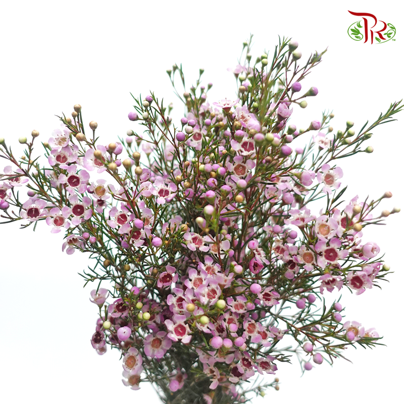 Wax Flower - Sarah's Delight (5 Stems)-Lilac/Pink-Africa-prflorist.com.my
