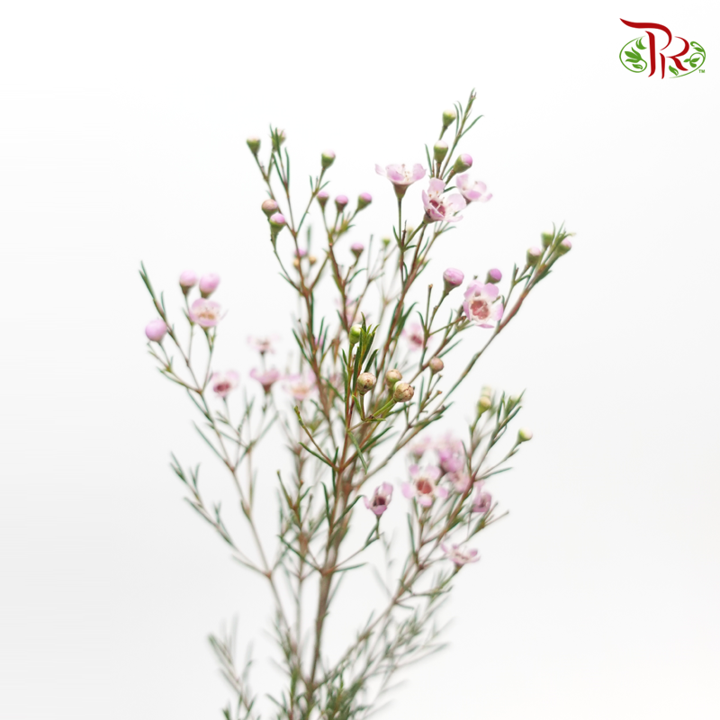 Wax Flower - Sarah's Delight (5 Stems)-Lilac/Pink-Africa-prflorist.com.my