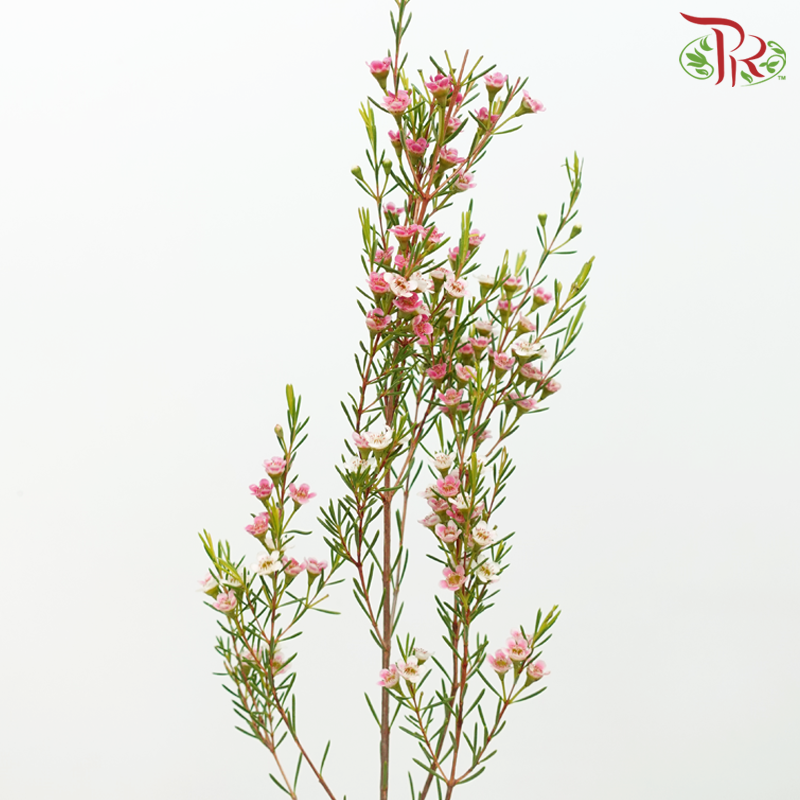 Wax Flower - Sweet Cherry Pink (5 Stems)-Cherry Pink-Africa-prflorist.com.my