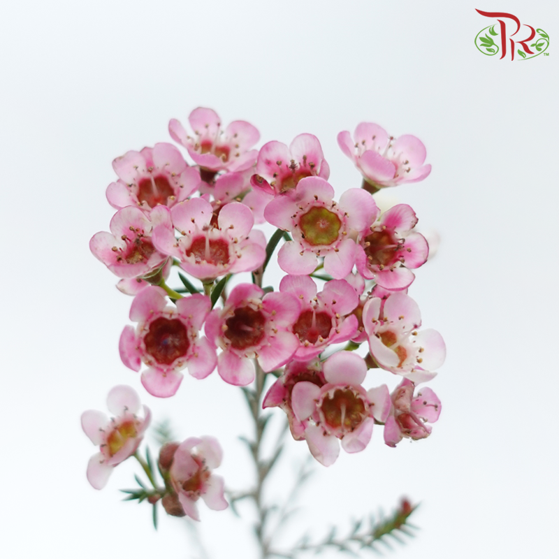 Wax Flower - Sweet Pink (Per Bunch)-Pink-China-prflorist.com.my