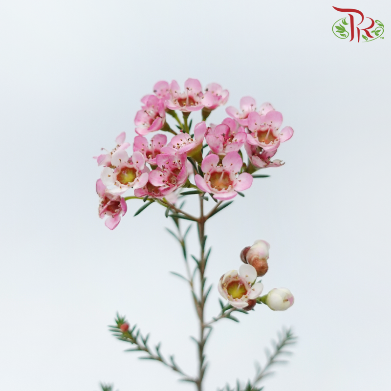 Wax Flower - Sweet Pink (Per Bunch)-Pink-China-prflorist.com.my