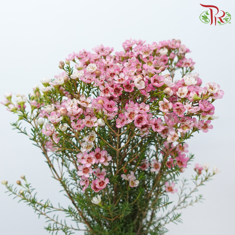 Wax Flower - Sweet Pink (Per Bunch)-Pink-China-prflorist.com.my