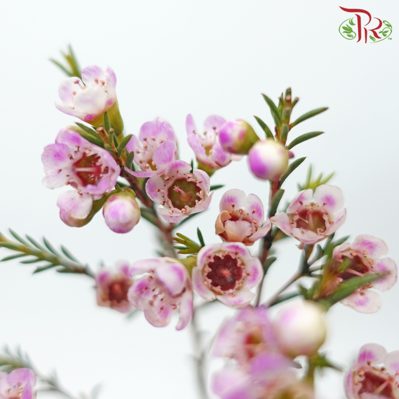 Wax Flower - Taffy Pink (Per Bunch)-Pink-China-prflorist.com.my