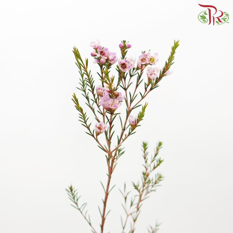 Wax Flower - Taffy Pink (Per Bunch)-Pink-China-prflorist.com.my