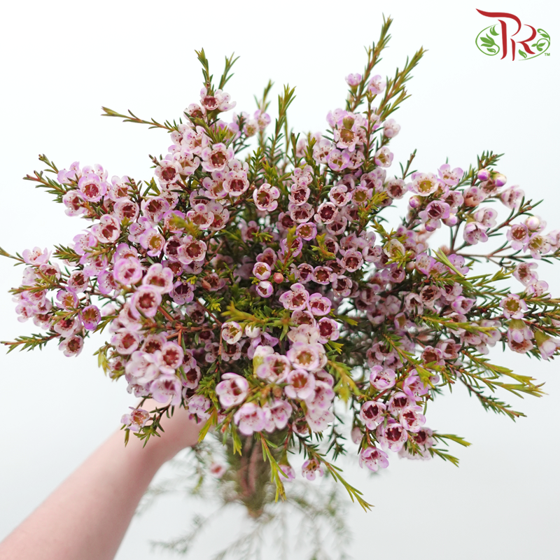 Wax Flower - Taffy Pink (Per Bunch)-Pink-China-prflorist.com.my