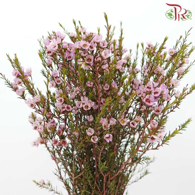 Wax Flower - Taffy Pink (Per Bunch)-Pink-China-prflorist.com.my
