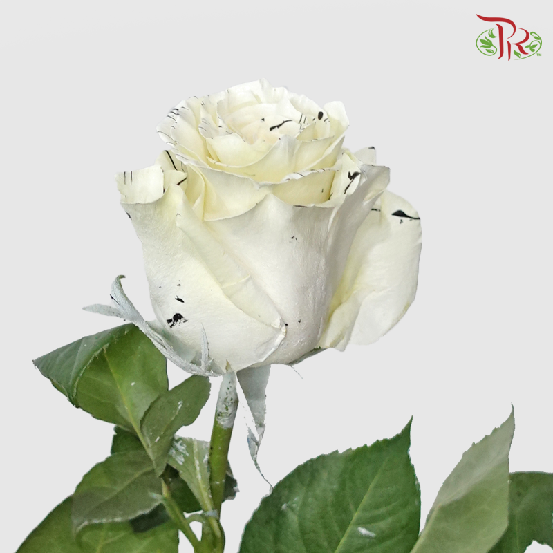 Ceres Rose - White Tiger (10 Stems) - Pudu Ria Florist