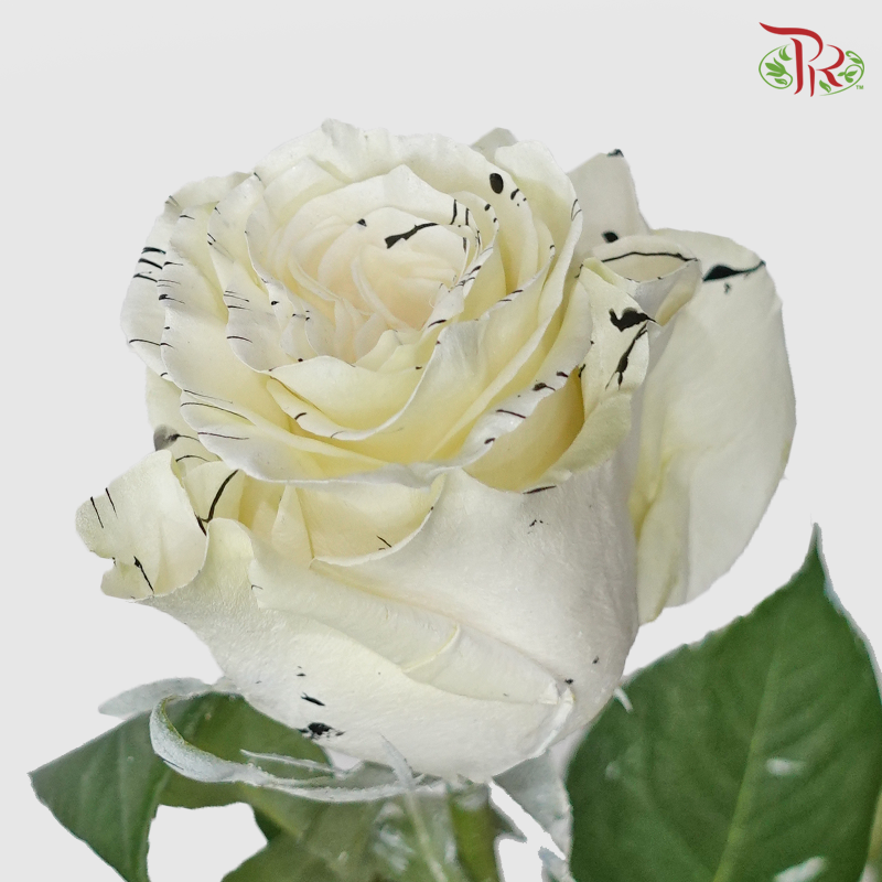 Ceres Rose - White Tiger (10 Stems) - Pudu Ria Florist