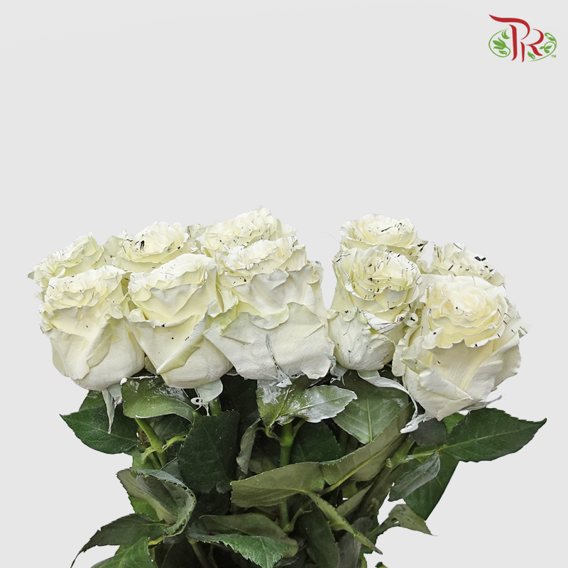 Ceres Rose - White Tiger (10 Stems) - Pudu Ria Florist