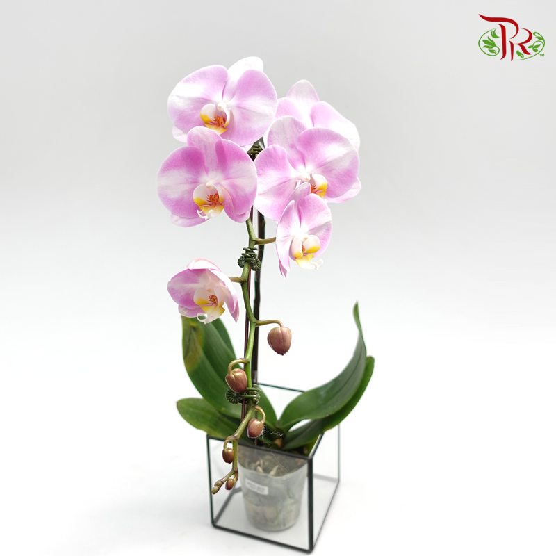 Phalaenopsis Orchid- White With Light Pink *With No Vase - Pudu Ria Florist