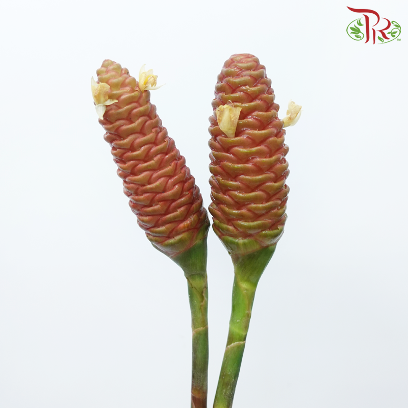 Wild Ginger (M) (2 Stems)-Malaysia-prflorist.com.my