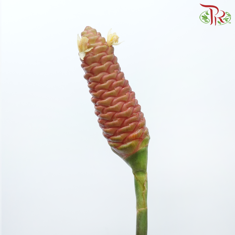 Wild Ginger (M) (2 Stems)-Malaysia-prflorist.com.my