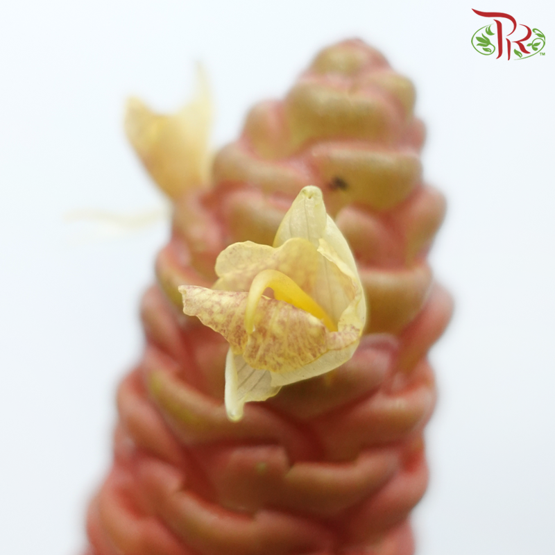 Wild Ginger (M) (2 Stems)-Malaysia-prflorist.com.my
