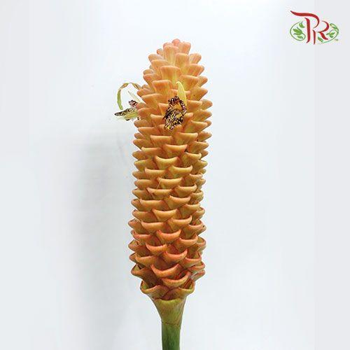 Wild Ginger (S) - (2 Stems)-Brown-Malaysia-prflorist.com.my