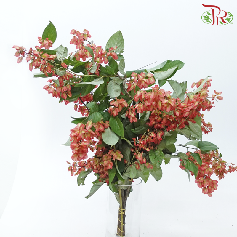 Winter Red 《冬红果》